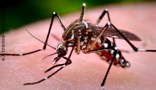 Как избавиться от комаров подручными способами