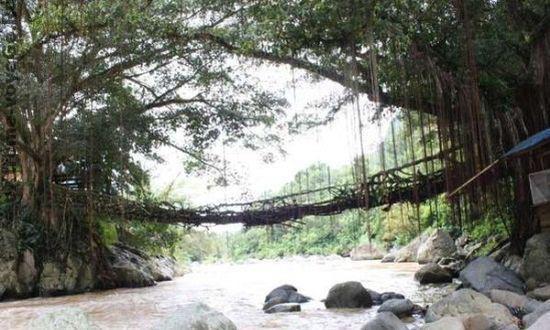 Мосту Jembatan Akar из переплетеных корней дерева более 120 лет