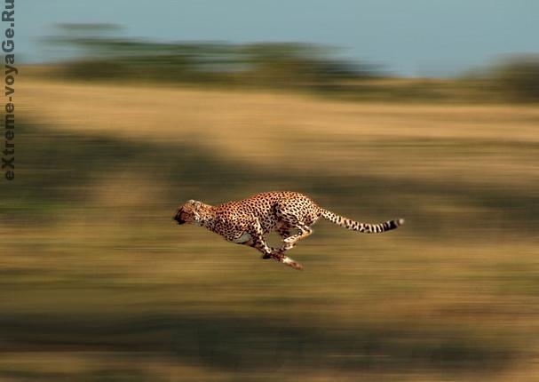 Гепард: самый быстрый хищник на планете, видео
