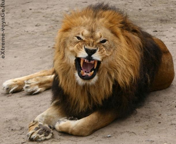 Опасные хищники: львы-убийцы, фильмы от National Geographic