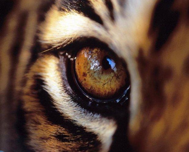 Смотреть National Geographic дикая природа: хищники Индии