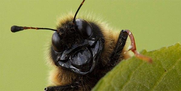 Самые опасные насекомые: видео National Geographic