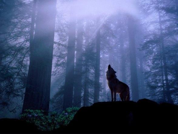 Главное правило выживания: в дикой природе вы - одинокий волк