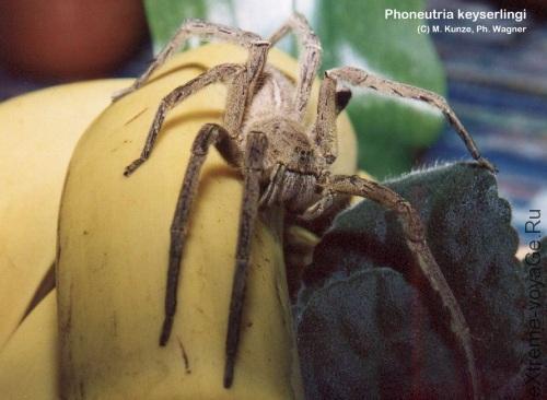 Кокон паука-убийцы найден в банане из магазина