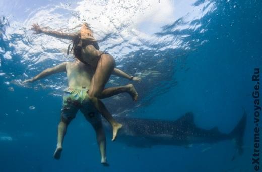 Нападение акул на людей: как избежать и выжить