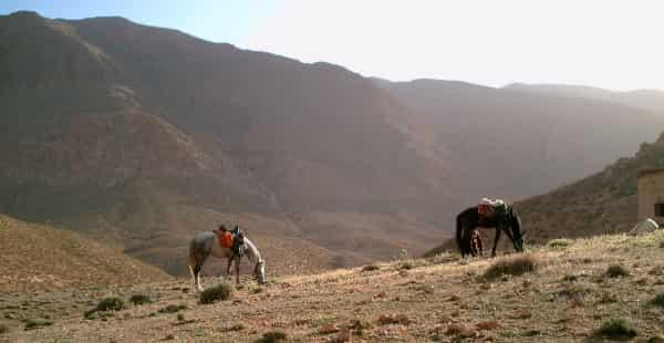 Конный тур с марокканского ранчо Ranch Ain Soltane